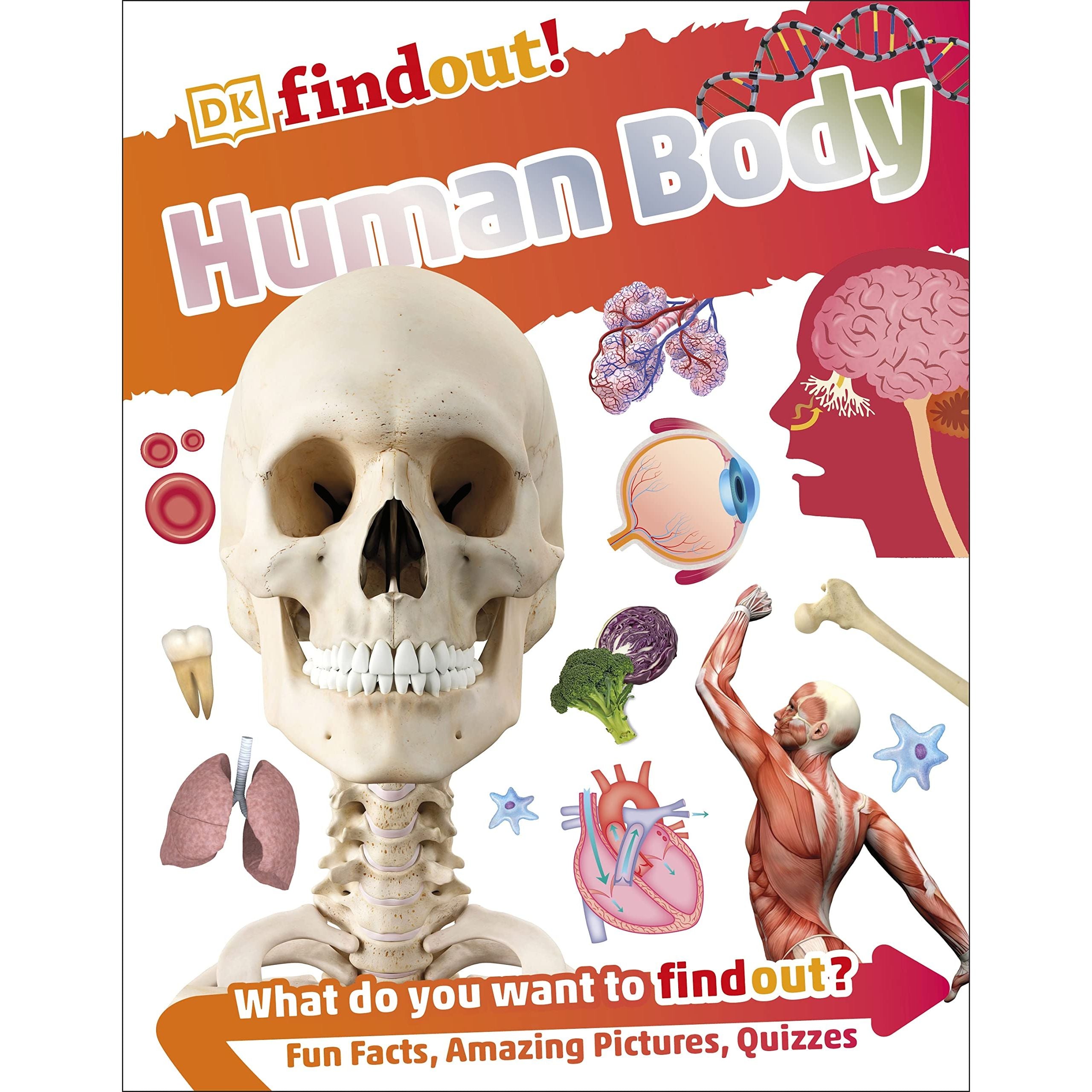DKfindout Human Body
