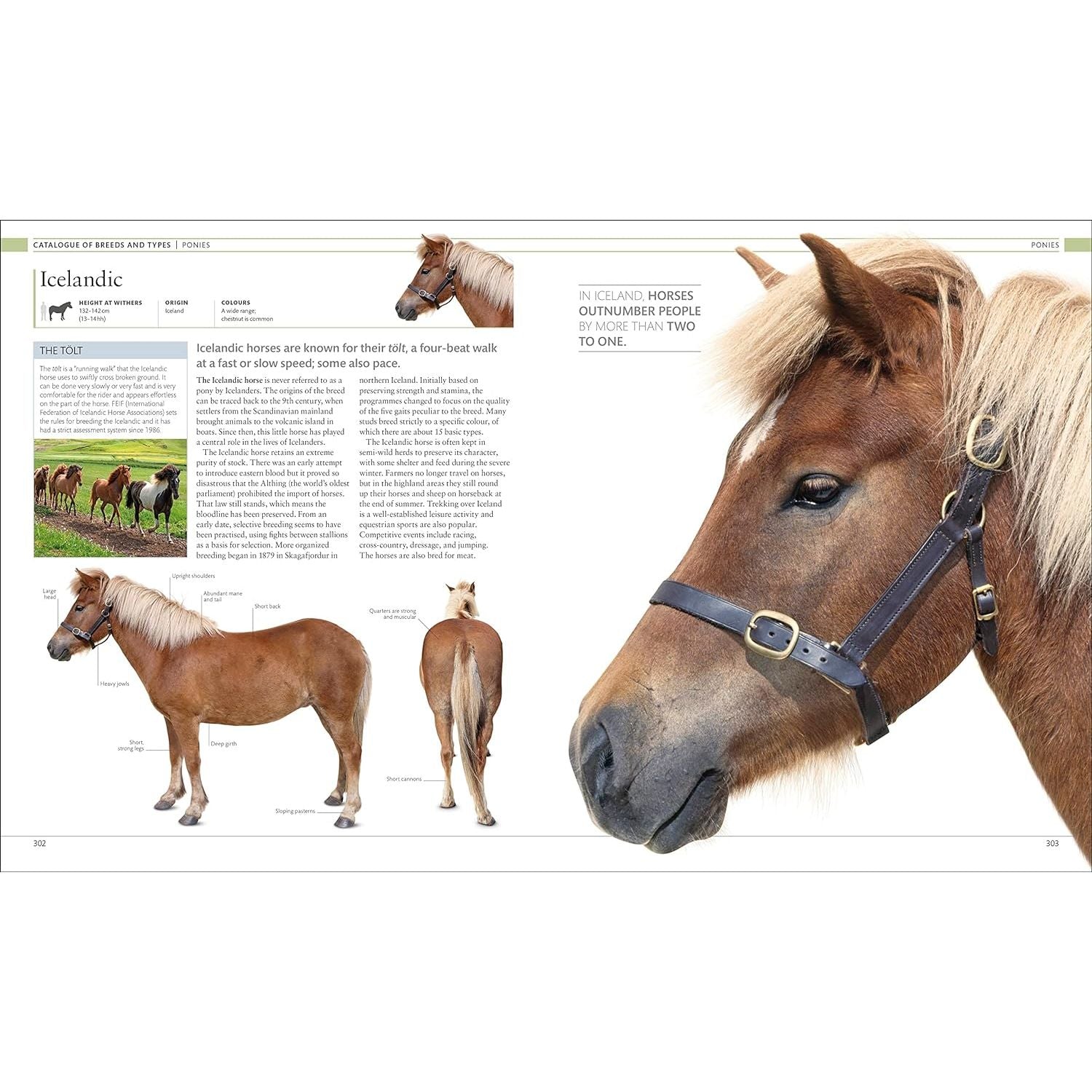 The Horse Encyclopedia (DK Pet Encyclopedias) by Elwyn Hartley Edwards