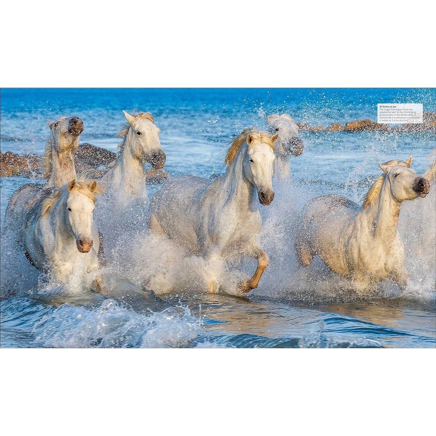 The Horse Encyclopedia (DK Pet Encyclopedias) by Elwyn Hartley Edwards